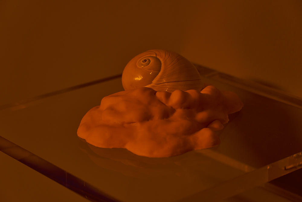 Meat Cloud Moon Snail