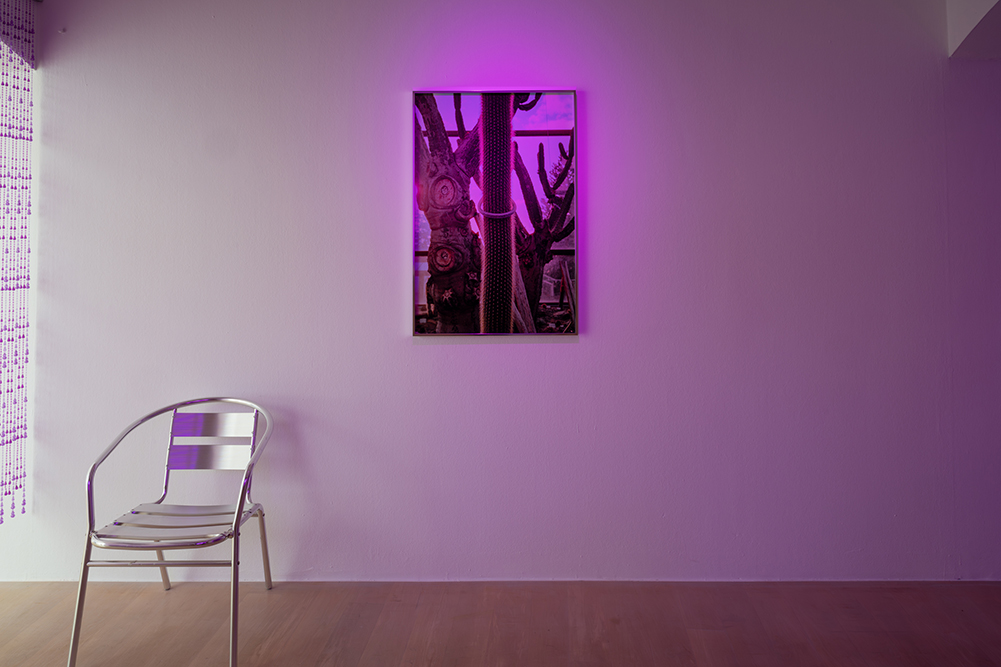 Portrait with a tough good friend (Opuntia ritteri)