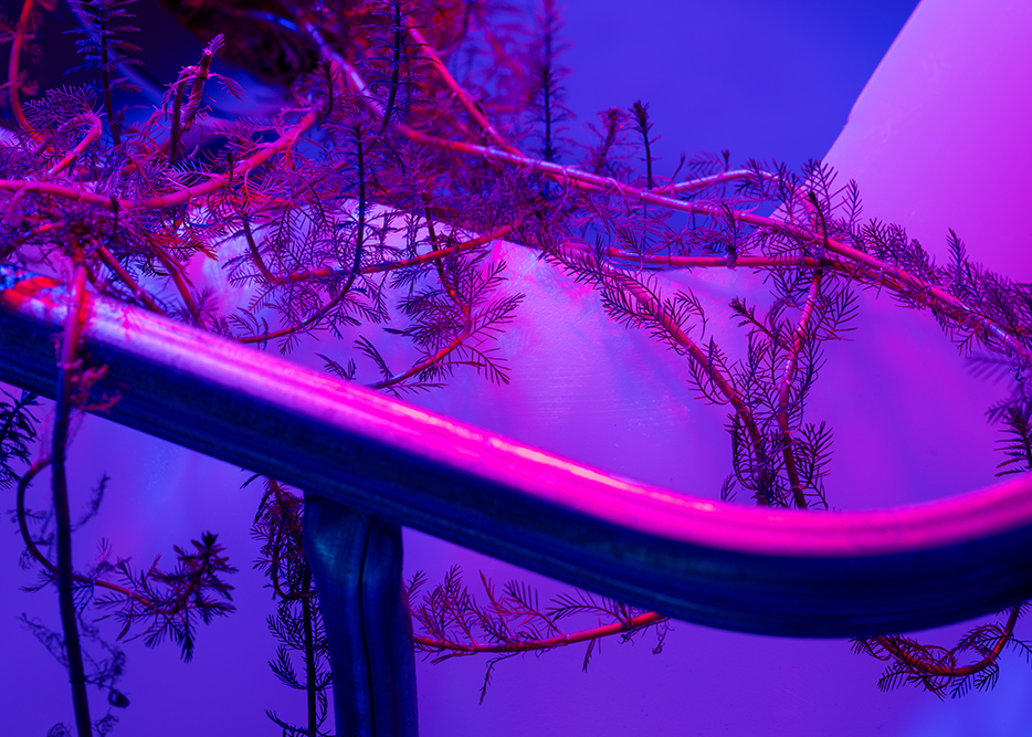 Giver (Water Lilies), detail